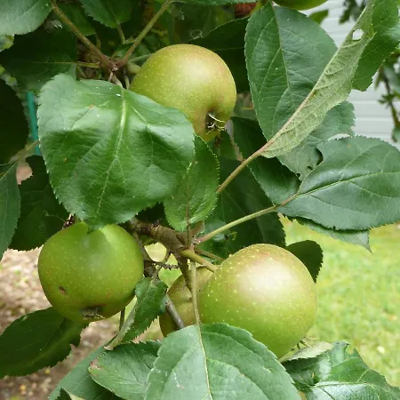Pimpernel Dağ evi