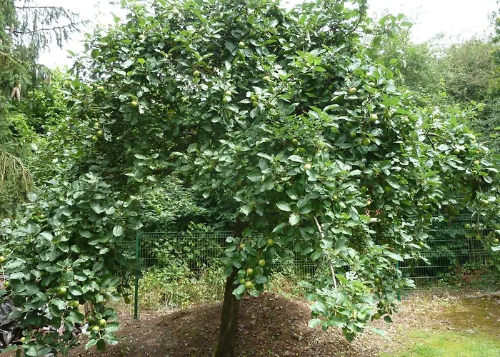 Pimpernel Horská chata Doische